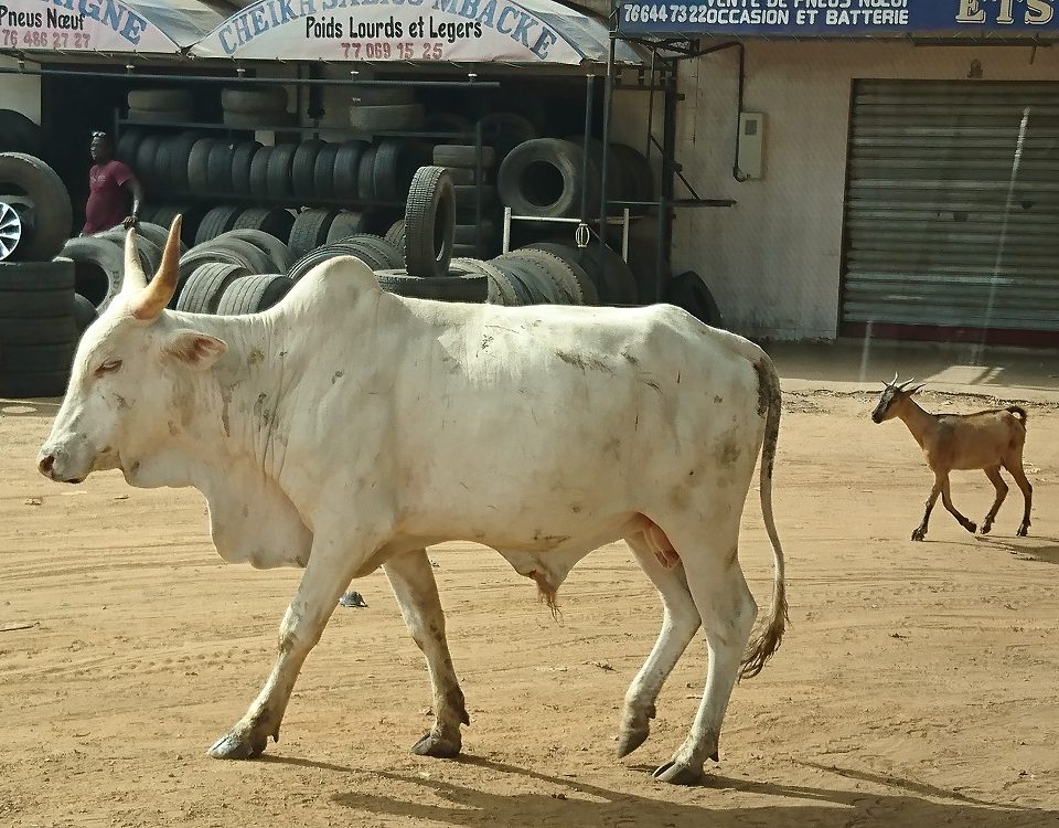 Vaca-cabrito-Dakar